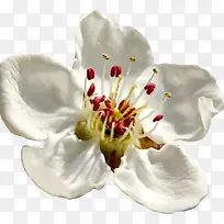 花瓣