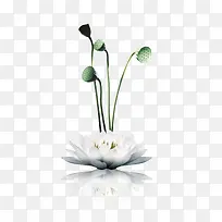 莲花