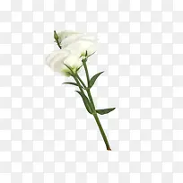 一枝鲜花