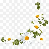 白色雏菊花卉装饰图案