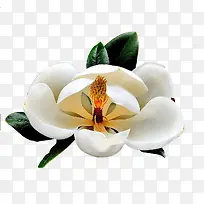 广玉兰花瓣的艺术