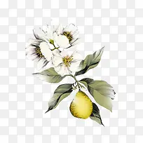 素描花图案