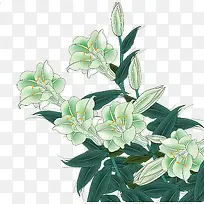 百合花儿
