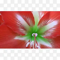 红色花瓣花朵海报背景