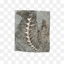 动物脊椎化石
