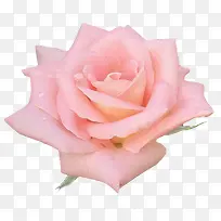 粉红玫瑰花花朵装饰