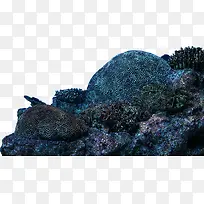 高清实物拍摄海底石头