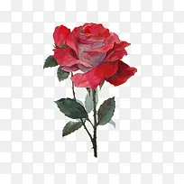 一朵红色带刺玫瑰
