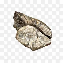 灰白生物化石