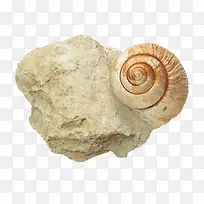 蜗牛石块化石