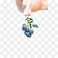 养生蓝莓