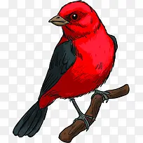 手绘红色羽毛小鸟装饰