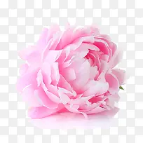 花朵