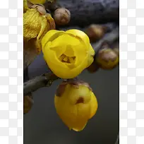 花枝上的黄色花瓣花苞