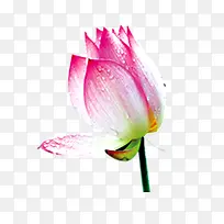 莲花花苞