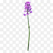 紫色花朵花苞装饰