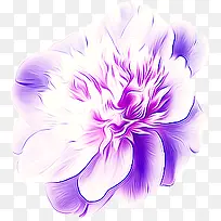 紫色水彩牡丹花