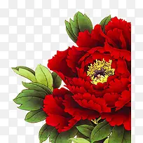 红色国花牡丹花朵