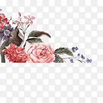 牡丹花素材