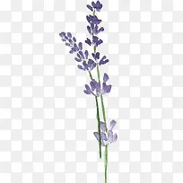 紫色手绘装饰花