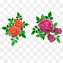 粉玫瑰红牡丹花朵植物