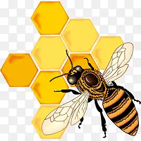 可爱卡通手绘 蜜蜂 蜜蜂采蜜