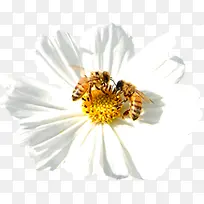 春天清新雏菊蜜蜂