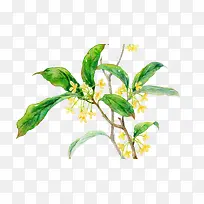桂花