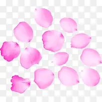 多片玫瑰花瓣粉紫色