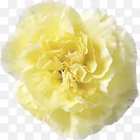 黄色多层鲜花康乃馨