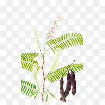 手绘儿茶