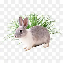 兔子和草