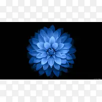 美丽绽放的蓝色花