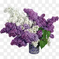 绿叶白色紫色花束