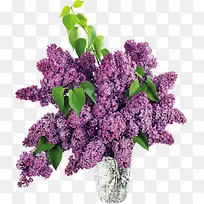 绿叶紫色花束