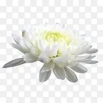 杭白菊花朵图片素材
