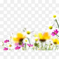 花卉