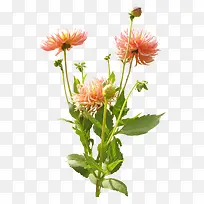 粉色菊花植物