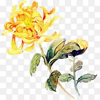 高清合成黄色的菊花效果