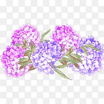 手绘紫蓝菊花