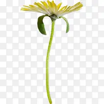 一朵黄色菊花