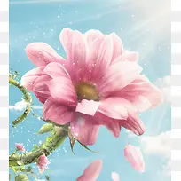 阳光下的粉色菊花海报背景