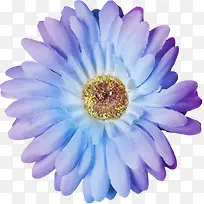 蓝紫色菊花花卉