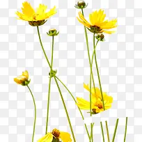 黄色菊花唯美春天