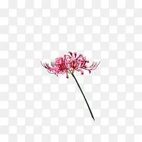菊花素材植物花朵
