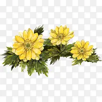 手绘黄色菊花植物