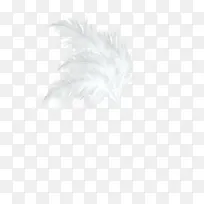 白色清新羽毛装饰图案