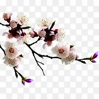 粉白色桃花树枝装饰
