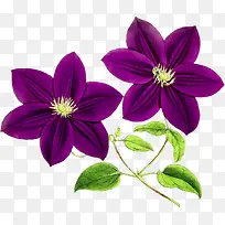 六瓣的紫色花