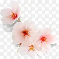 粉色淡雅花朵植物设计